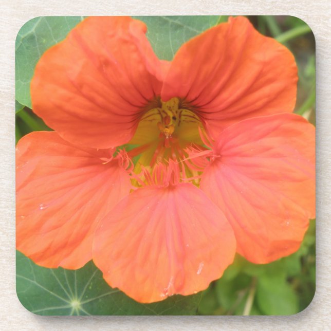 Orange Nasturtium Blume Cork Untersetzer (Vorderseite)