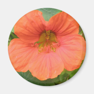 Orange Nasturtium Blume Magnet