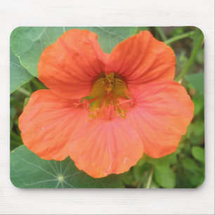 Orange Nasturtium Blume Mousepad