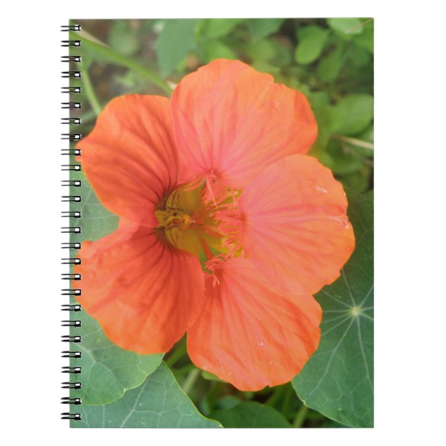 Orange Nasturtium Blume Notebook Notizblock (Vorderseite)