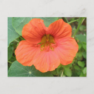 Orange Nasturtium Blume Postkarte