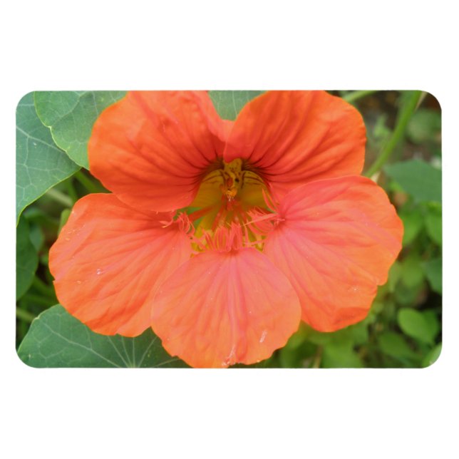 Orange Nasturtium Blume Premium Magnet (Horizontal)
