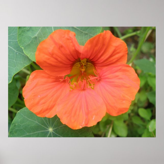 Orange Nasturtium Blume Print Poster (Vorne)