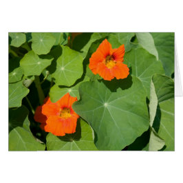 Orange Nasturtium Card