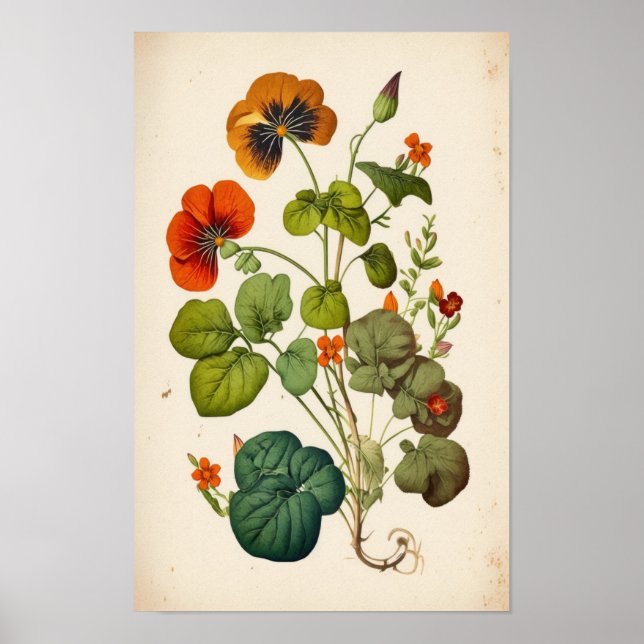 Orange Nasturtium Vintag Botanische Mauer Poster (Vorne)