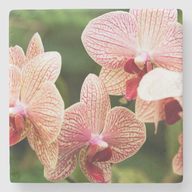 Orange Orchid Hybrid, Südafrika Steinuntersetzer (Vorderseite)