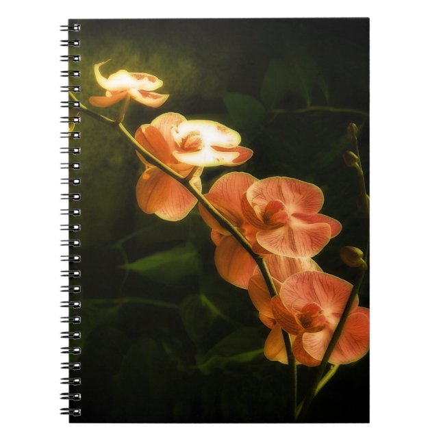 Orange Orchid Notizblock (Vorderseite)