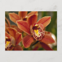 Orange Orchideen-Blumen