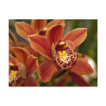 Orange Orchideen-Blumen