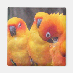 Orange Parrot Magnet