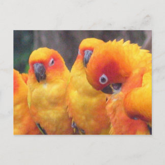 Orange Parrot Postcard Postkarte