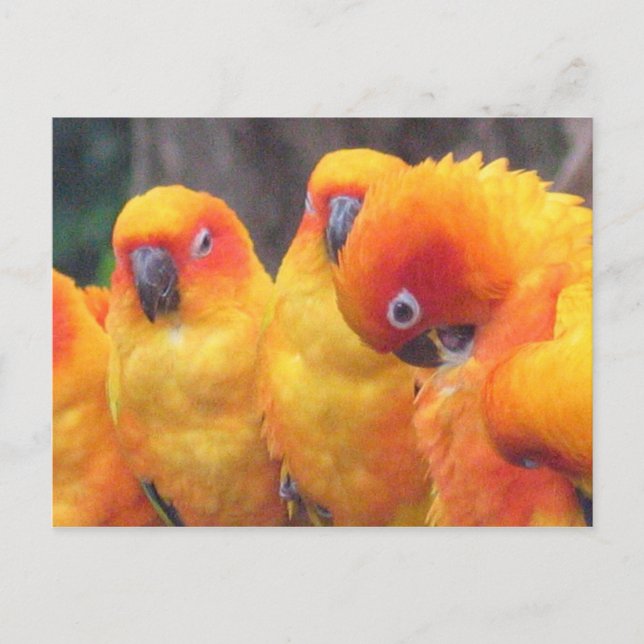 Orange Parrot Postcard Postkarte (Vorderseite)