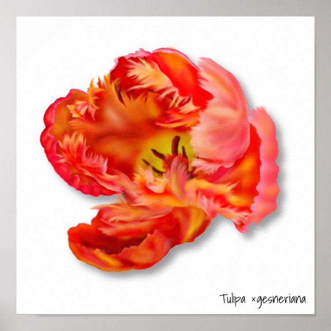 Orange Parrot Tulip Digitale Kunst Poster (Vorne)