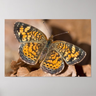 Orange Peal Crescent Butterfly Poster