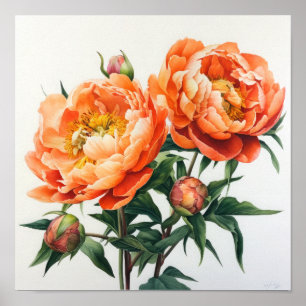 Orange Peonies Blume Art Print Poster