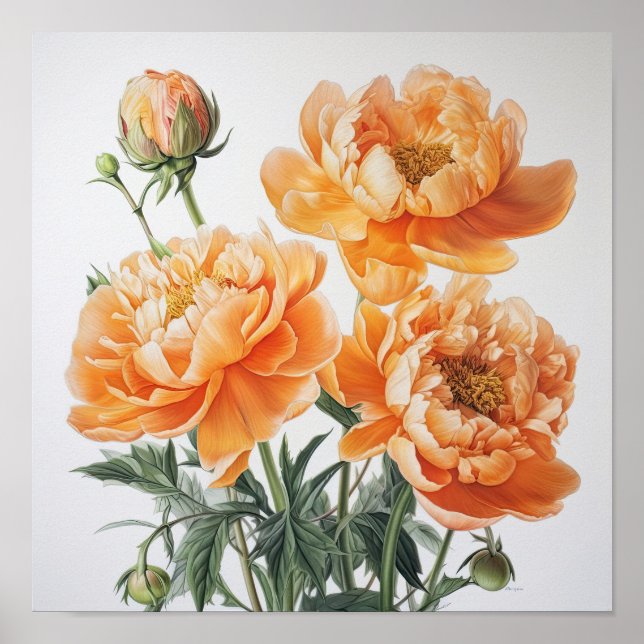 Orange Peonies Blume Art Print Poster (Vorne)