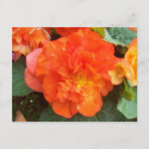 Orange Peony Postkarte