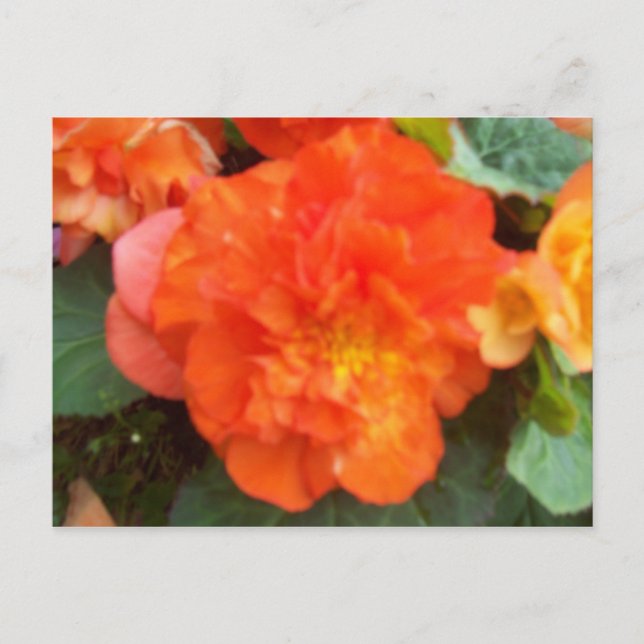 Orange Peony Postkarte (Vorderseite)