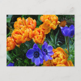Orange Peony Tulips & Blue Anemones DIREKT Postkar Postkarte