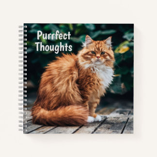 Orange Persian Cat Notizbuch