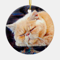 Orange persische Katze