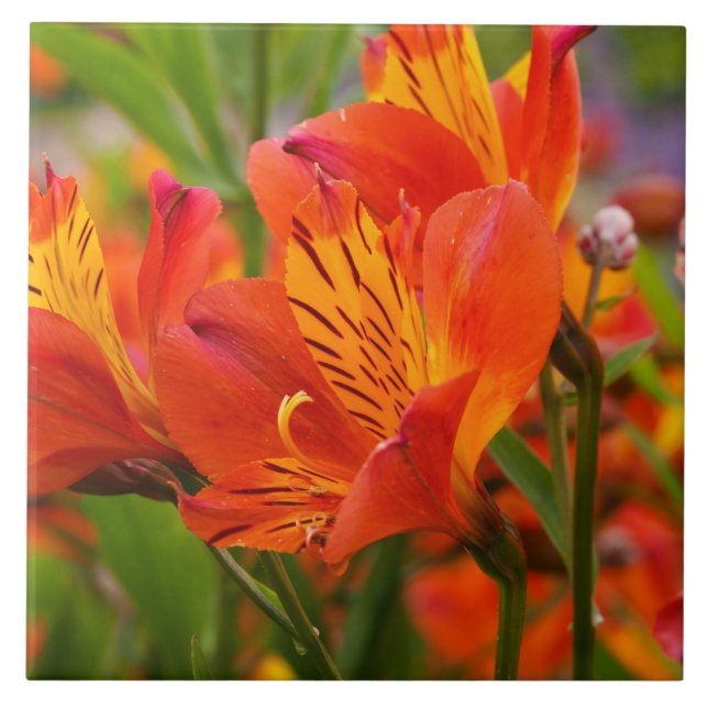 Orange Peruvian Lily Keramik Tile Fliese (Vorderseite)