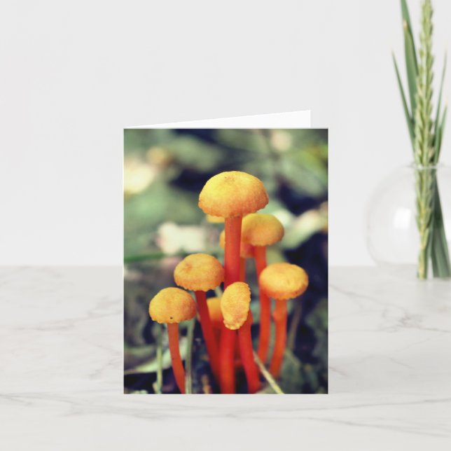 Orange Pilze Naturfotografie  (Vorderseite)