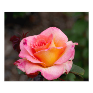 Orange Pink Rose Fotodruck