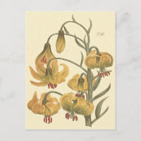 Orange Pompone Lily Botanical Illustration