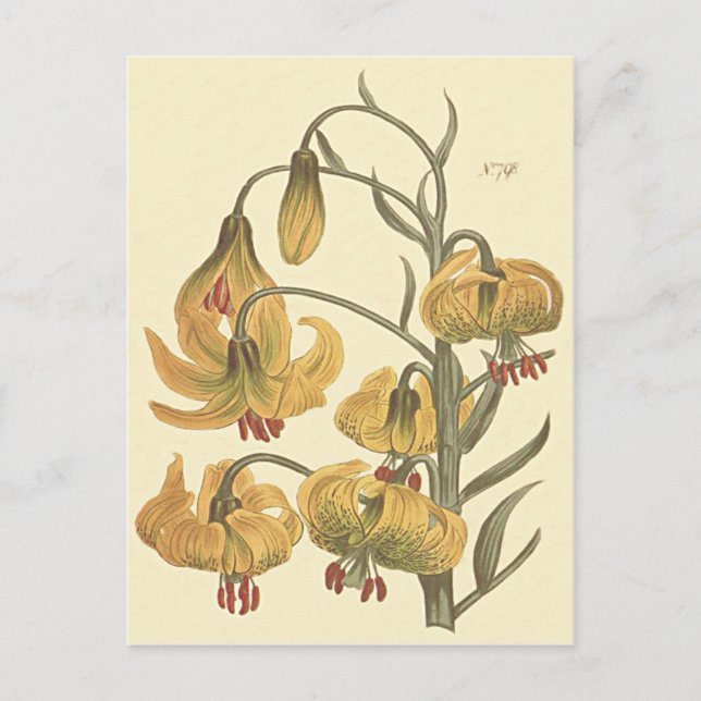 Orange Pompone Lily Botanical Illustration Postkarte (Vorderseite)
