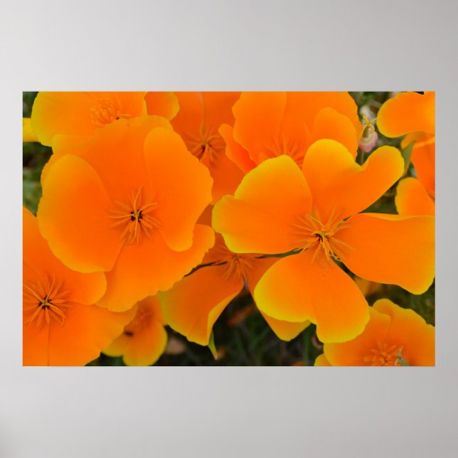 Orange Poppies in Spring Poster (Vorne)