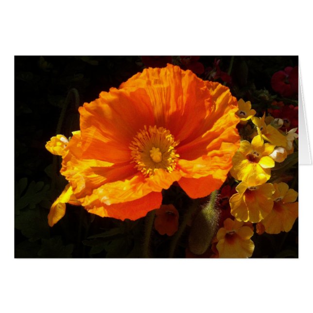 Orange Poppy (Vorderseite (Horizontal))