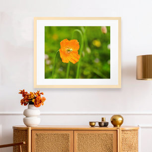 Orange Poppy blühende Sommer-Blume auf grünem Foto Poster