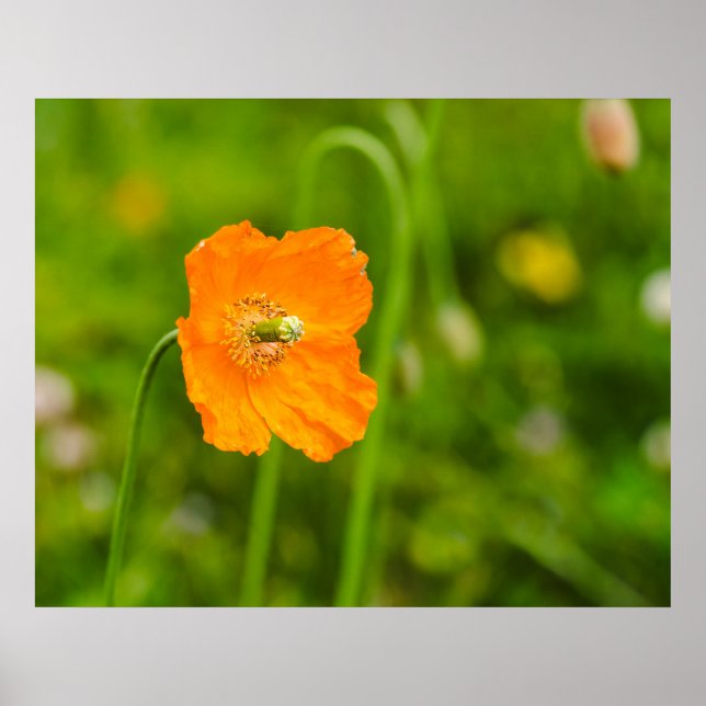 Orange Poppy blühende Sommer-Blume auf grünem Foto Poster (Vorne)
