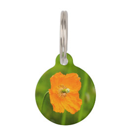 Orange Poppy Blume Foto Name und Telefonnummer Haustiermarke