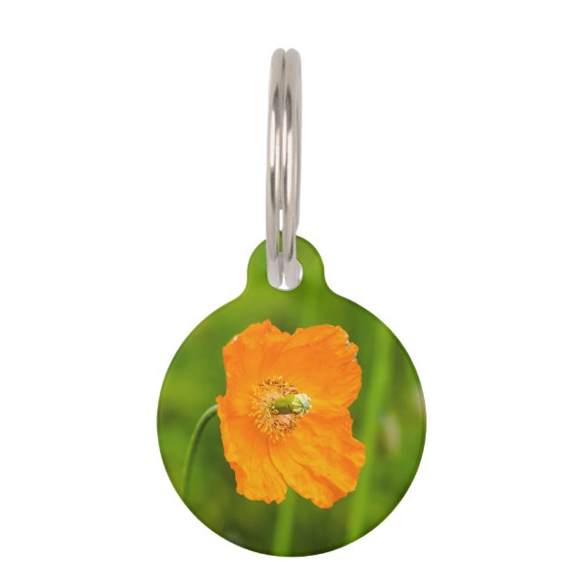 Orange Poppy Blume Foto Name und Telefonnummer Haustiermarke (Vorderseite)