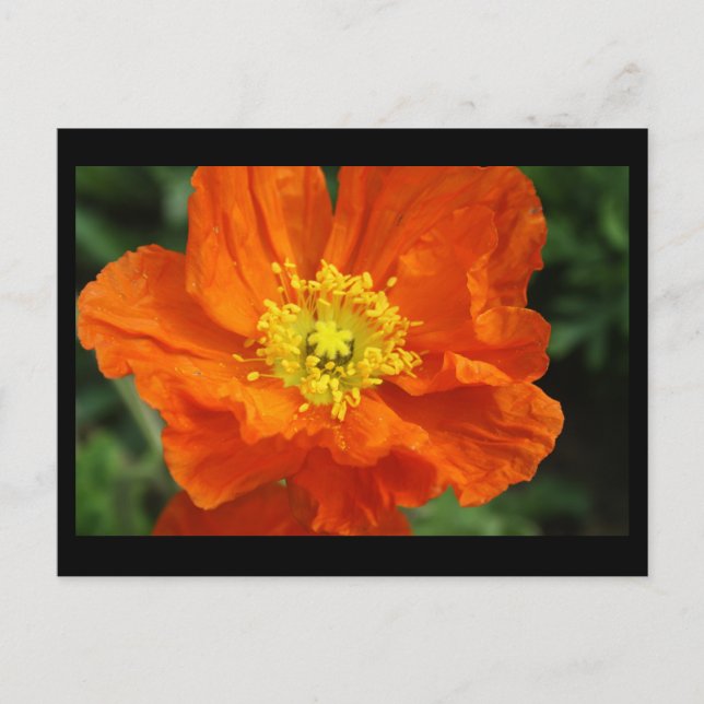 Orange Poppy Blume Postkarte (Vorderseite)