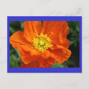 Orange Poppy Blume Postkarte