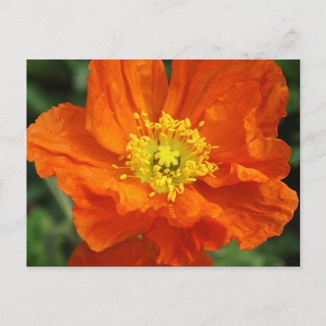 Orange Poppy Blume Postkarte (Vorderseite)