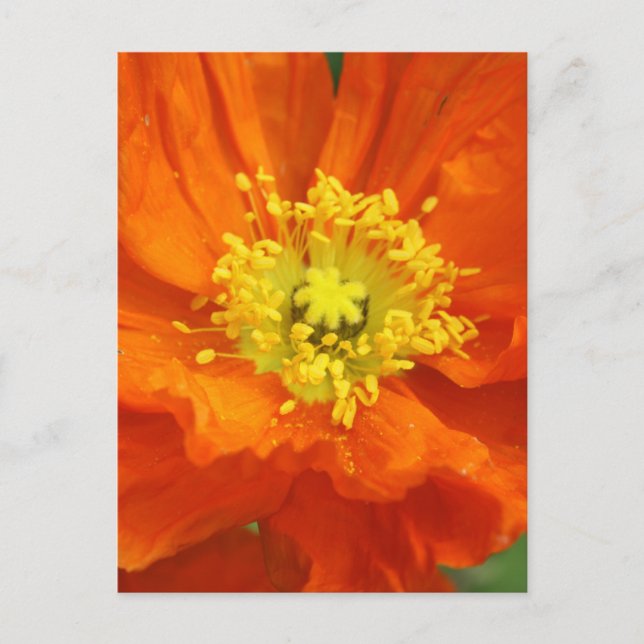 Orange Poppy Blume Postkarten (Vorderseite)