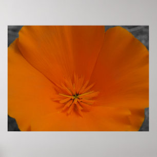 Orange Poppy mit BW Poster