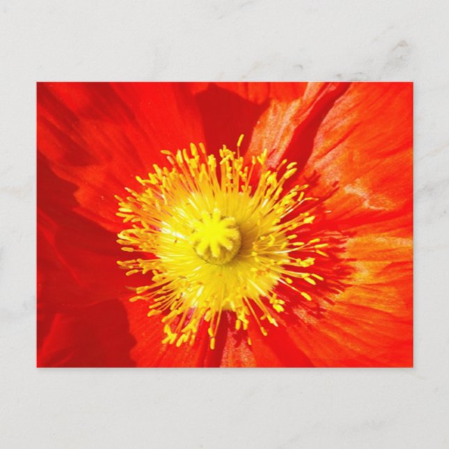 Orange Poppy Postcard Postkarte (Vorderseite)