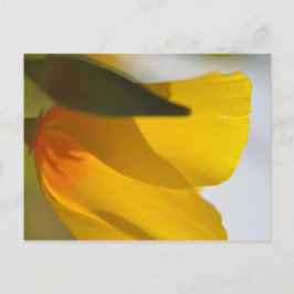 Orange Poppy Postkarte