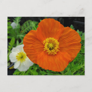 Orange Poppy Postkarte