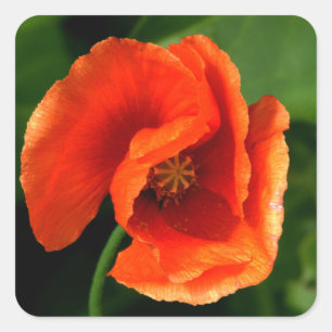 Orange Poppy Quadratischer Aufkleber