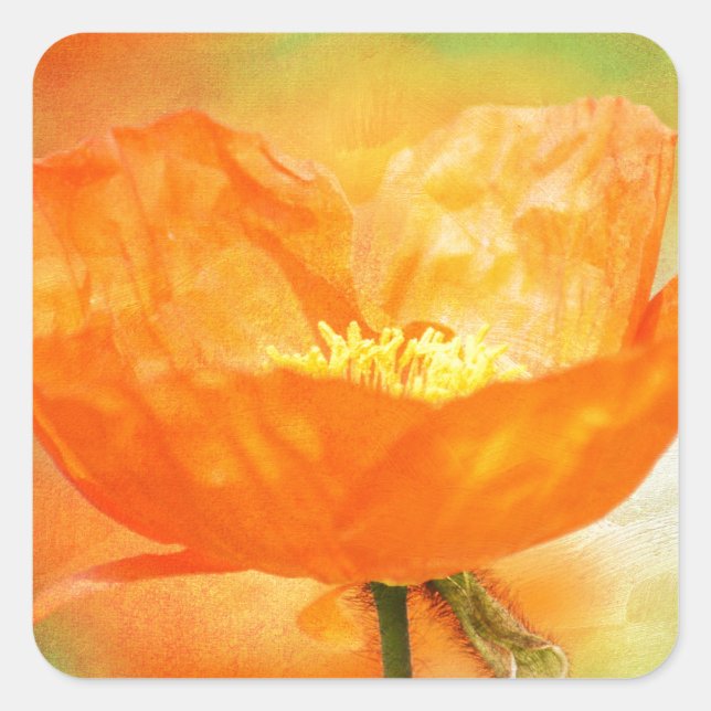 Orange Poppy Quadratischer Aufkleber (Vorderseite)