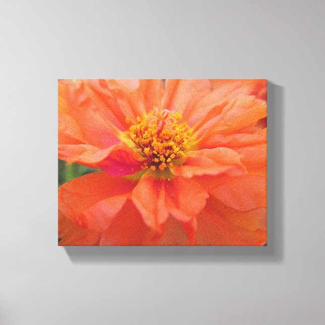 Orange Portulaca Leinwanddruck (Vorderseite)