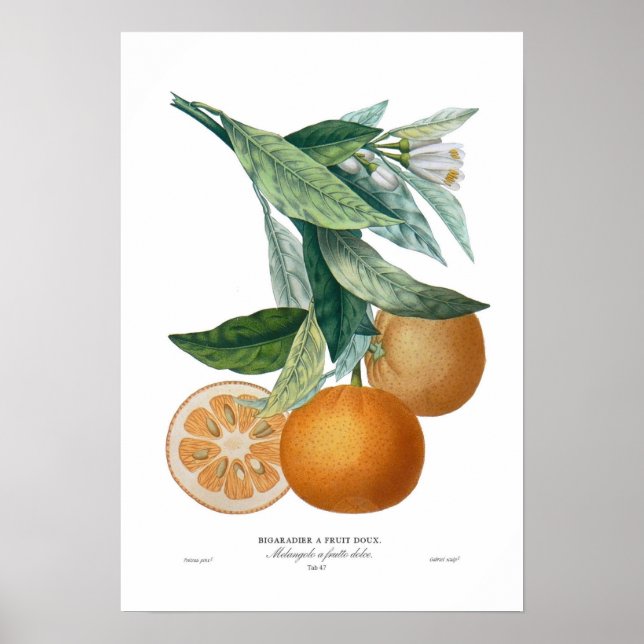 Orange Poster (Vorne)