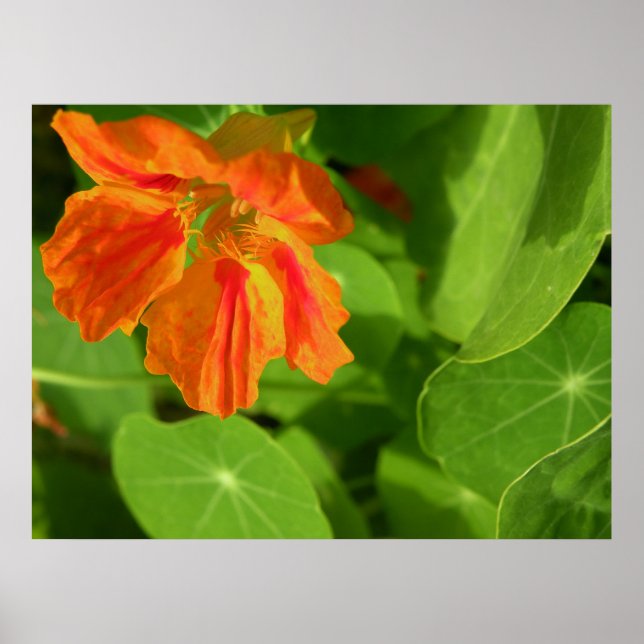 orange poster (Vorne)