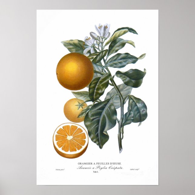 Orange Poster (Vorne)